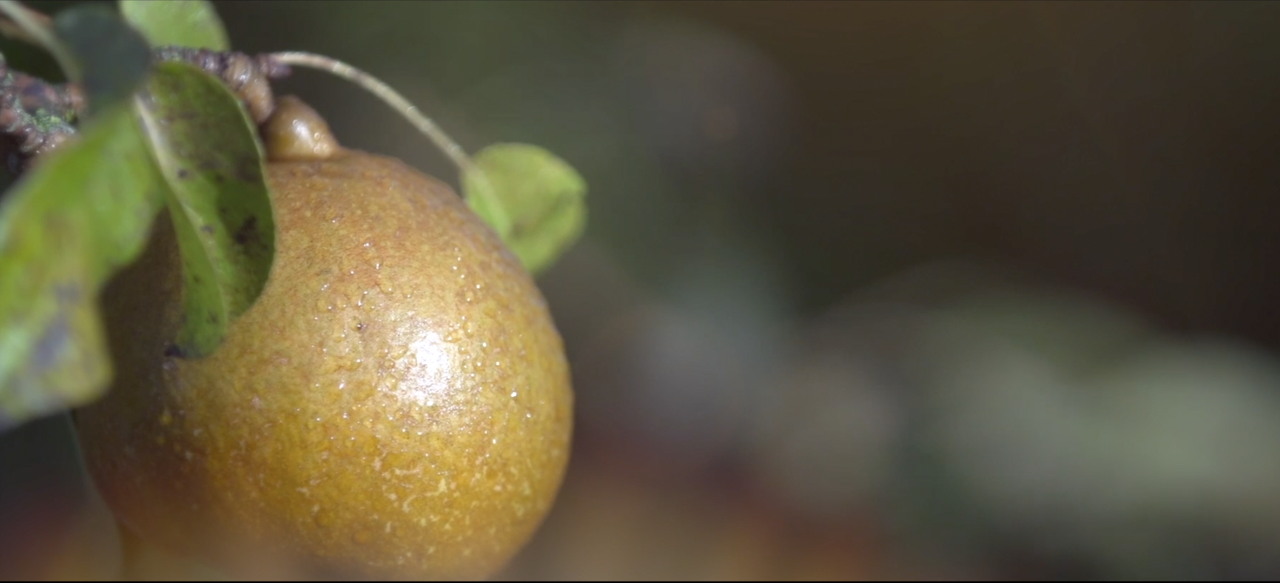 Présentation d'activité COTEAUX NANTAIS L'ŒIL ÉLECTRIQUE